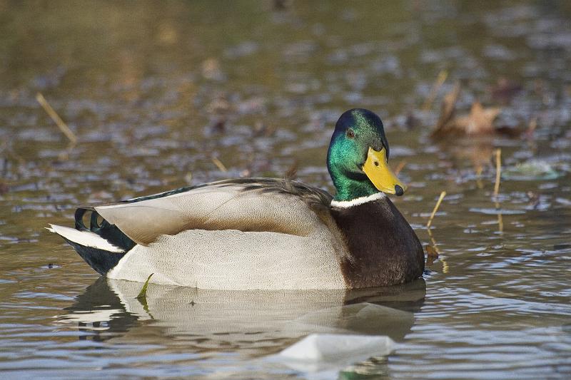 05 - Colvert mâle.jpg